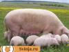 Свиные «сюрпризы» ждут владельцев лпх, желающих сдать мясо Сдать поросят живым весом